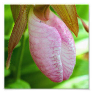 Bleke Roze Lady Slipper Orchidee Flower Close Up 8 Foto Afdruk