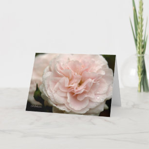 Bleke roze roos met regendruppels kaart