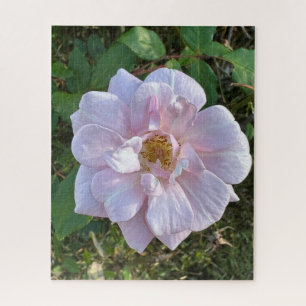 Bleke Roze Roos, Oakland Legpuzzel