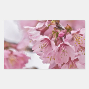 Bleke Roze Sakura Kersenbloesem Rechthoekige Sticker