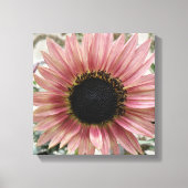 Bleke roze zonnebloem canvas afdruk (Voorkant)