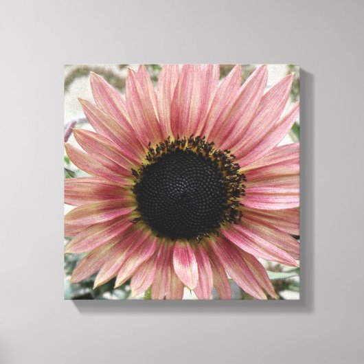 Bleke roze zonnebloem canvas afdruk (Voorkant)