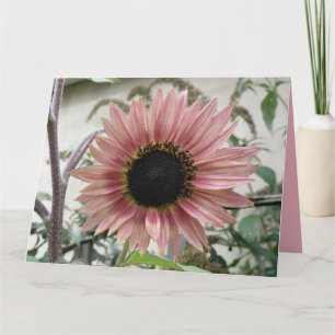 Bleke Roze Zonnebloem Get Well Soon Big Custom Kaart