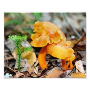 Bleke Sinaasappel Wilde Paddestoelen 10x8 Natuur Foto Afdruk