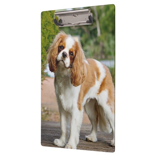 Blenheim Cavalier King Charles Spaniel Dog Klembord (Links)