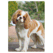 Blenheim Cavalier King Charles Spaniel Dog Klembord (Achterkant)