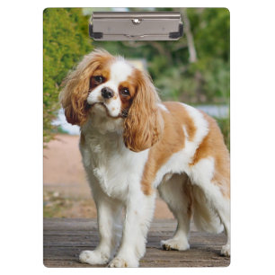 Blenheim Cavalier King Charles Spaniel Dog Klembord