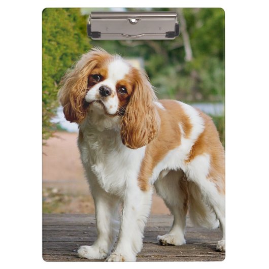 Blenheim Cavalier King Charles Spaniel Dog Klembord (Voorkant)