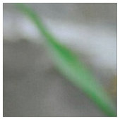 Blenheim Cavalier King Charles Spaniel Dog Panel Stof (Close Up)