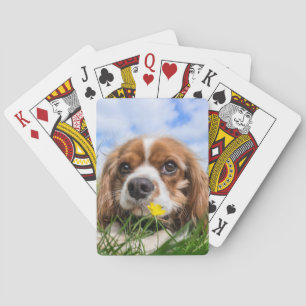 Blenheim Cavalier King Charles Spaniel Dog Pokerkaarten