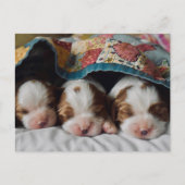 Blenheim Cavalier King Charles Spaniel Puppies Briefkaart (Voorkant)