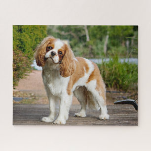 Blenheim Cavalier King Charles Spaniel Puppy Dog Legpuzzel