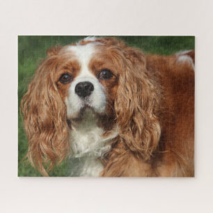 Blenheim Cavalier King Charles Spaniel Puppy Dog Legpuzzel