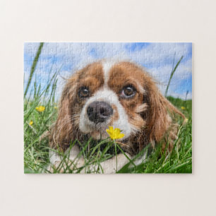 Blenheim Cavalier King Charles Spaniel Puppy Dog Legpuzzel