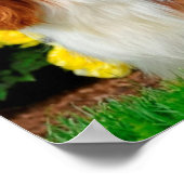 Blenheim Cavalier King Charles Spaniel Puppy Dog Poster (Hoek)