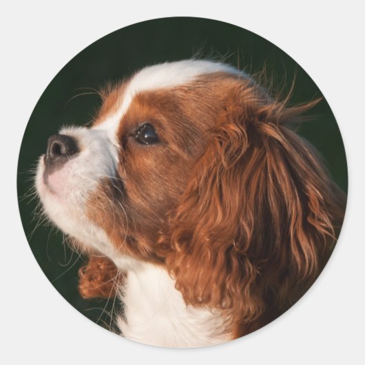 Blenheim Cavalier King Charles Spaniel Puppy Dog Ronde Sticker (Voorkant)