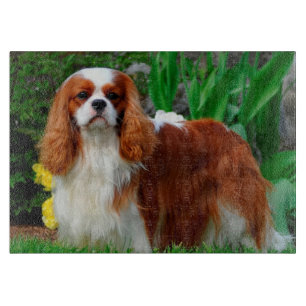 Blenheim Cavalier King Charles Spaniel Puppy Dog Snijplank