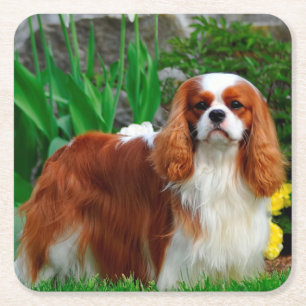 Blenheim Cavalier King Charles Spaniel Puppy Dog Vierkante Kartonnen Onderzetter