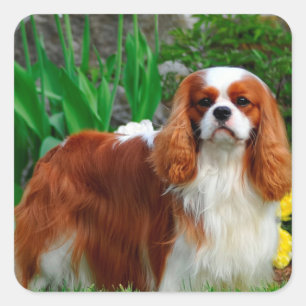 Blenheim Cavalier King Charles Spaniel Puppy Dog Vierkante Sticker