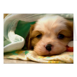 Blenheim puppy onder deken