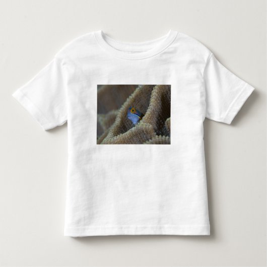 Blenny fish Blenniidae) die het uitsteekt Kinder Shirts (Voorkant)