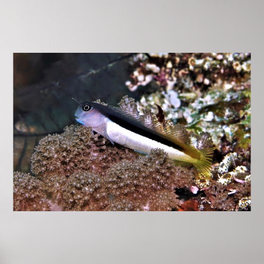 Blenny op de Rocks Poster (Voorkant)