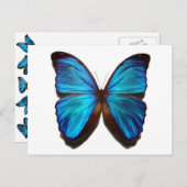 Bleu brillant Monarque papillon carte postale (Devant / Derrière)