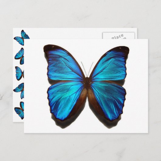Bleu brillant Monarque papillon carte postale (Devant / Derrière)