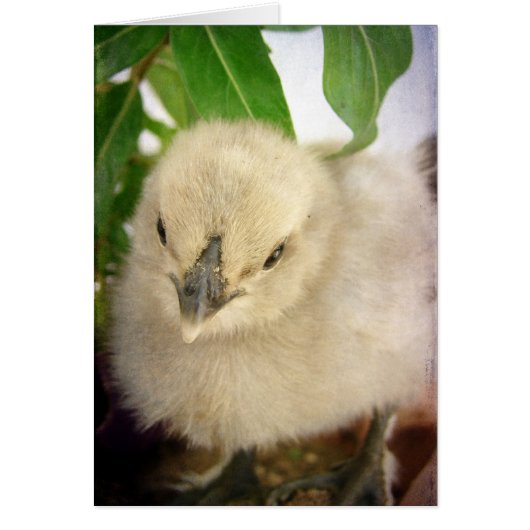 Bleu Chick Toutes les occasions Carte de voeux bla (Devant)