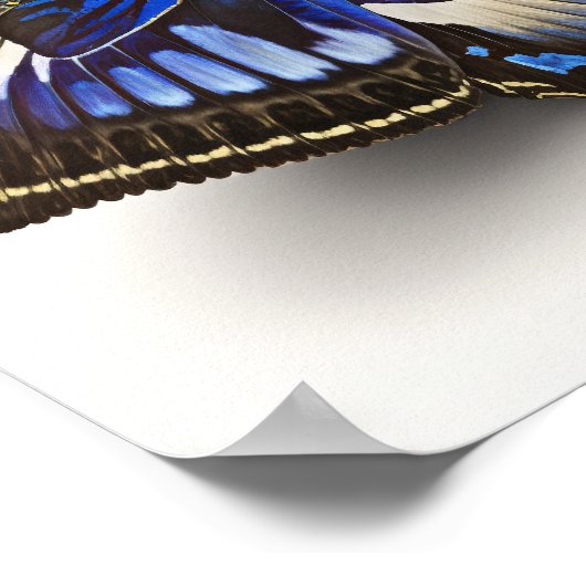 Bleu Clipper Papillon Art Imprimer Poster (Coin)