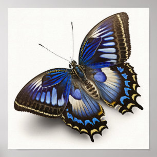 Bleu Clipper Papillon Art Imprimer Poster