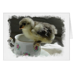 Bleu Cochin Chick sur Teup avec bordure