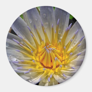 Bleu de nénuphar et aimant d'or