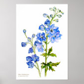 Bleu delphinium botanique fine art imprimé affiche (Devant)