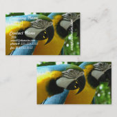 Bleu et carte de visite d'aras d'or (Devant / Derrière)
