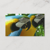 Bleu et carte de visite d'aras d'or (Dos)
