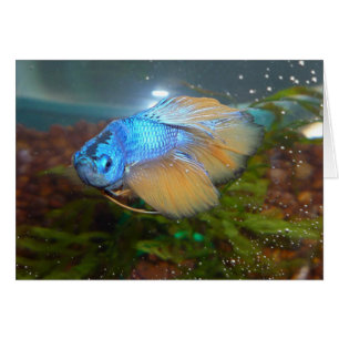 Bleu et or mâle Betta Poisson de combat