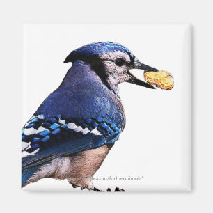 Bleu-Geai - aimant