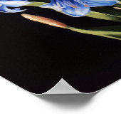 Bleu Hyacinth Flower Art Imprimer Poster (Coin)