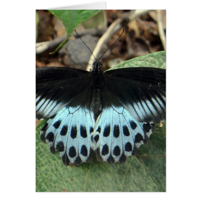 Bleu Iridescente Mormon Papillon (Devant)