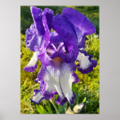 Bleu Iris Irises Blanc Floral Poster (Devant)