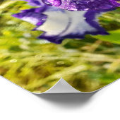 Bleu Iris Irises Blanc Floral Poster (Coin)
