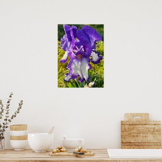 Bleu Iris Irises Blanc Floral Poster (Cuisine)