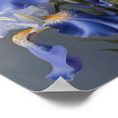 Bleu Irises Fleur Art Imprimer Poster (Coin)