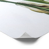 Bleu Irises Fleur Art Imprimer Poster (Coin)