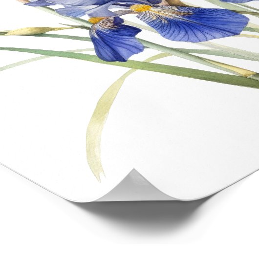 Bleu Irises Fleur Art Imprimer Poster (Coin)