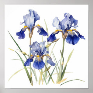 Bleu Irises Fleur Art Imprimer Poster