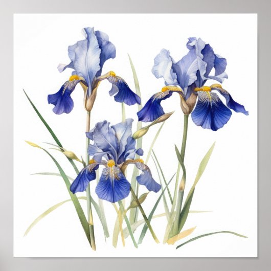 Bleu Irises Fleur Art Imprimer Poster (Devant)