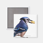 Bleu-Jay - Aimant (Recto/Verso)