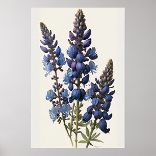 Bleu Lupine Flower Art Imprimer Poster